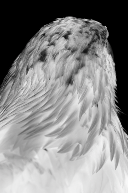 Feathers (IV), 2024, Black and White Pigment Print on Photo Rag, 102 x 71 x 3 cm, framed