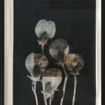 Süße Belin-Erbse (Lathyrus Belinensis), 2022
Siebdruck auf Zeitungspapier, 47 x 31 cm (gerahmt), Vom Aussterben bedroht / Critically Endangered
