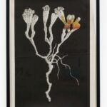 Draba aretioides, 2022, Siebdruck auf Zeitungspapier, 47 x 31 cm (gerahmt), Stark gefährdet / Endangered
