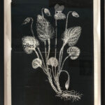 Moor-Veilchen (Viola uliginosa), 2022, Siebdruck auf Zeitungspapier, 47 x 31 cm (gerahmt), Vom Aussterben bedroht / Critically Endangered
